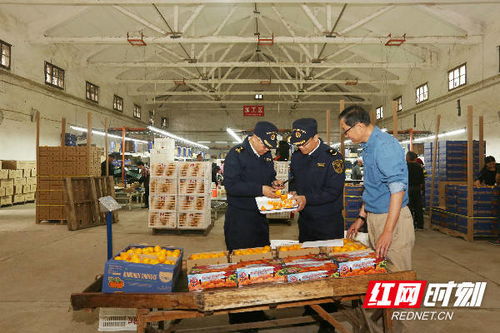 組圖丨長沙海關優服務助力特色農產品柑橘出口
